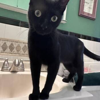 Lola -  Domestic Short Hair Cat for Adoption in Richmond, Virginia - Lola | PetCurious