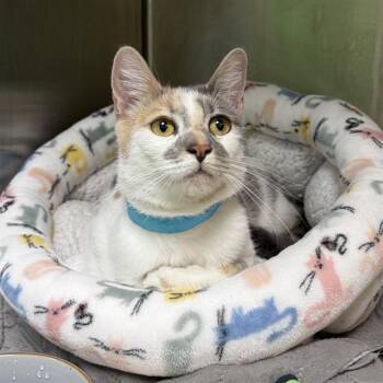 SOPHIA -  Domestic Short Hair Cat Available for Adoption in Barnstable, Massachusetts - SOPHIA | PetCurious