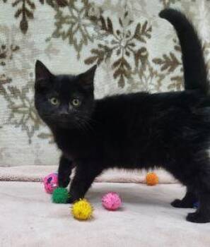 Domestic Medium Hair Cats Available for Adoption - Cleopatra | PetCurious