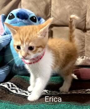 Erica -  Domestic Short Hair Cat Available for Adoption in Binghamton, New York - Erica | PetCurious
