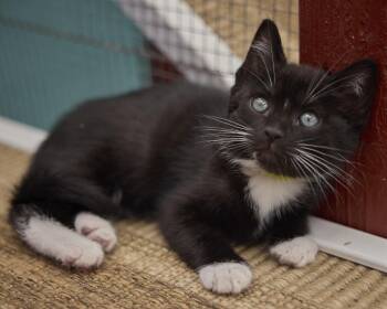 Domestic Short Hair Cats Available for Adoption in Santa Barbara, California - Twyla | PetCurious