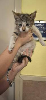 Pecan -  Domestic Short Hair Cat for Adoption in Rockwall, Texas - Pecan | PetCurious