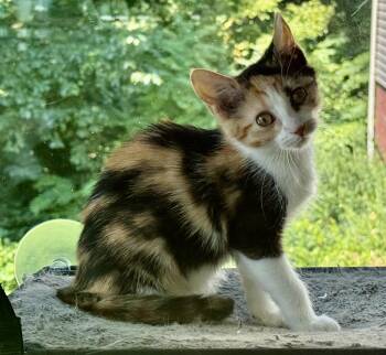 Brynn -  Calico Cat for Adoption in Johnson City, Tennessee - Brynn | PetCurious