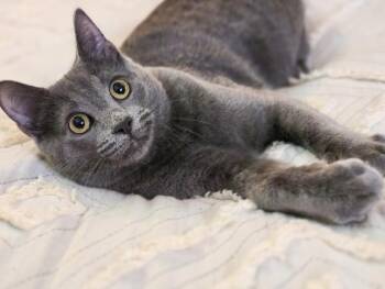 Rescue Domestic Short Hair Cats for Adoption in Harrison Township, New Jersey - Dorian Grey | PetCurious