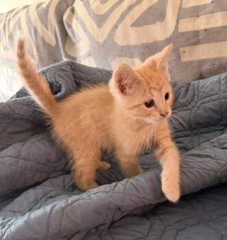 Suki -  Tabby Cat Available for Adoption in San Antonio, Texas - Suki | PetCurious