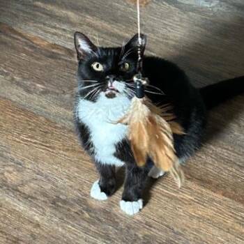 Fiddle -  Domestic Short Hair Cat for Adoption in Candler, North Carolina - Fiddle | PetCurious