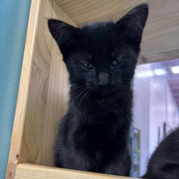 Fauna -  Domestic Short Hair Cat for Adoption in Victoria, British Columbia - Fauna | PetCurious