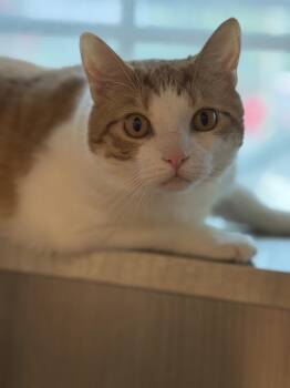 Poo-Poo -  Domestic Short Hair Cat for Adoption in Stratham, New Hampshire - Poo-Poo | PetCurious