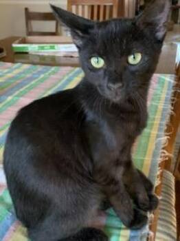 Rescue Domestic Short Hair Cats for Adoption in Parlier, California - Spice | PetCurious