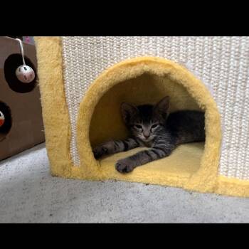 Domestic Short Hair Cats Available for Adoption in Ferndale, Michigan - Biscotti | PetCurious
