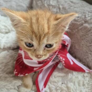 Yosemite Sam -  Domestic Short Hair Cat for Adoption in Buffalo, Minnesota - Yosemite Sam | PetCurious