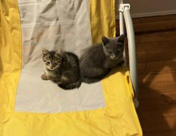 Pickles -  Domestic Short Hair Cat for Adoption - Pickles | PetCurious