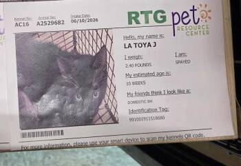 LaToya -  Domestic Short Hair Cat for Adoption in Town 