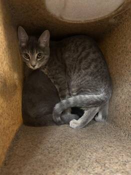 Pot Pie -  Domestic Short Hair Cat for Adoption in Raleigh, North Carolina - Pot Pie | PetCurious