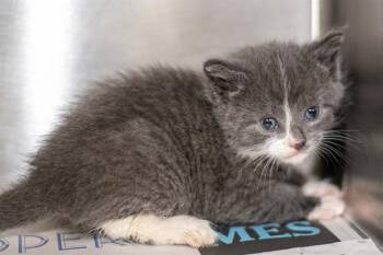 MITTENS -  Domestic Short Hair Cat for Adoption in Charlotte, North Carolina - MITTENS | PetCurious