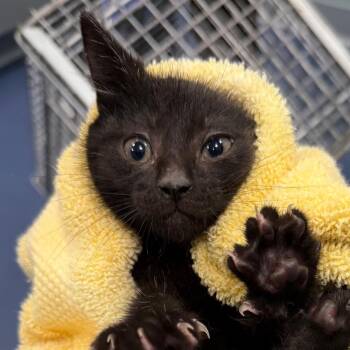 Nobu -  Domestic Short Hair Cat for Adoption in Greensboro, North Carolina - Nobu | PetCurious