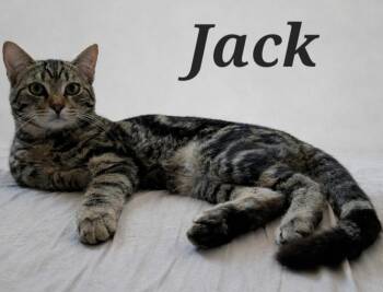 Domestic Short Hair Cats Available for Adoption - Jack | PetCurious