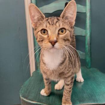 Teddy -  Domestic Short Hair Cat for Adoption in Granby, Missouri - Teddy | PetCurious