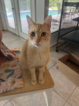 Domestic Short Hair Cats Available for Adoption in Naples, Florida - Clayton | PetCurious