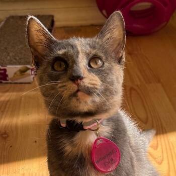 Rescue Domestic Short Hair Cats for Adoption in Merrifield, Virginia - Clementine McCracken | PetCurious