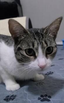 Domestic Short Hair Cats Available for Adoption - Eleanora | PetCurious