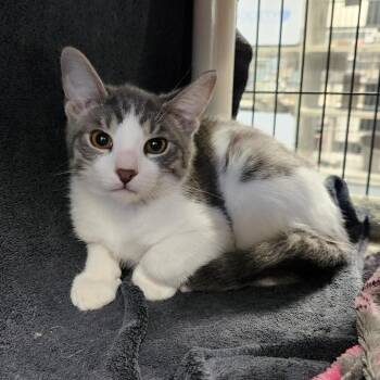 Ringdingding -  Domestic Medium Hair Cat for Adoption in Walker, Michigan - Ringdingding | PetCurious