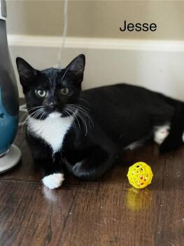 Domestic Short Hair Cats Available for Adoption in Vancouver, Washington - Jesse | PetCurious