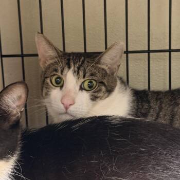 5. Felicia -  Domestic Short Hair Cat for Adoption in Columbus, North Carolina - 5. Felicia | PetCurious