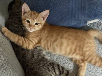 Tony the Tiger -  Domestic Short Hair and American Shorthair Cat for Adoption in Charlotte, North Carolina - Tony The Tiger | PetCurious