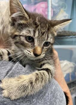 Kips Bay - At shelter -  Domestic Short Hair Cat for Adoption in Rustburg, Virginia - Kips Bay - At Shelter | PetCurious