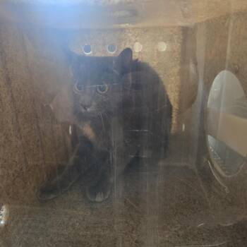 Domestic Short Hair Cats Available for Adoption in Philadelphia, Pennsylvania - Grey | PetCurious