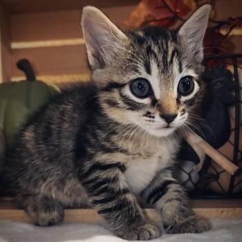 Ireland 23 -  Domestic Short Hair Cat for Adoption in Austin, Texas - Ireland 23 | PetCurious