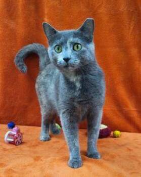 Sage -  Domestic Short Hair Cat Available for Adoption in Bucyrus, Ohio - Sage | PetCurious