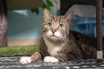 Jasper -  Domestic Short Hair Cat for Adoption in Ashland, Virginia - Jasper | PetCurious