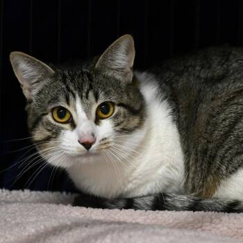 Speedstar -  Domestic Short Hair Cat for Adoption in Chilliwack, British Columbia - Speedstar | PetCurious