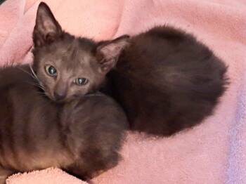 Rescue Domestic Short Hair Cats for Adoption in Lawrenceville, Illinois - Apollo | PetCurious