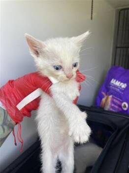 Rescue Domestic Short Hair Cats for Adoption in Houston, Texas - A643656 | PetCurious