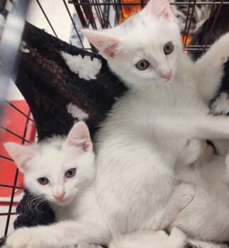 Rescue Domestic Short Hair Cats for Adoption - Ghost And Phantom (Brothers) | PetCurious