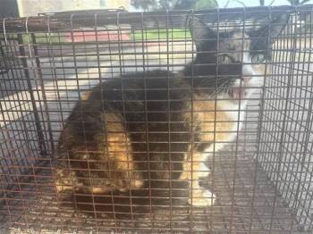 LUCILE -  Domestic Short Hair Cat for Adoption in Houston, Texas - LUCILE | PetCurious
