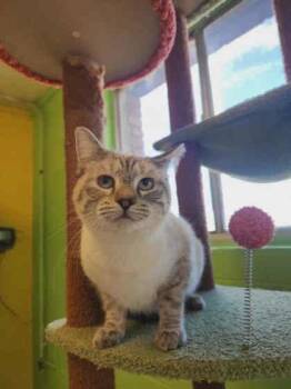 Rescue Domestic Short Hair Cats for Adoption in Scottsbluff, Nebraska - Boopsie | PetCurious