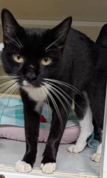 Rescue Domestic Short Hair Cats for Adoption in St. Augustine, Florida - Attica | PetCurious