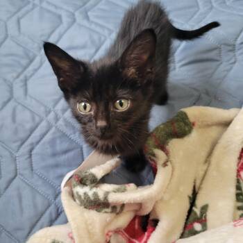 Domestic Short Hair Cats Available for Adoption - Rubert | PetCurious