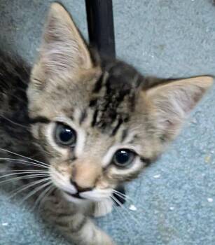 Tiger -  Domestic Short Hair Cat for Adoption in Lancaster, California - Tiger | PetCurious