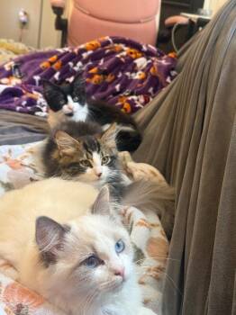 Hershey -  Domestic Short Hair Cat for Adoption - Hershey | PetCurious