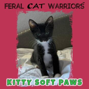 Kitty Soft Paws -  Domestic Short Hair Cat for Adoption in Kingman, Arizona - Kitty Soft Paws | PetCurious