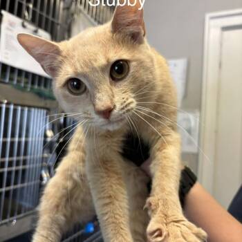 Stubby -  Domestic Short Hair Cat for Adoption in Knoxville, Tennessee - Stubby | PetCurious