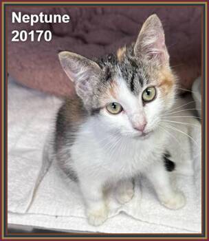 NEPTUNE -  Domestic Short Hair Cat for Adoption in Marietta, Georgia - NEPTUNE | PetCurious