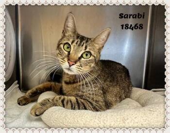 Domestic Short Hair and Tabby Cats Available for Adoption in Marietta, Georgia - SARABI See Also STORMY | PetCurious
