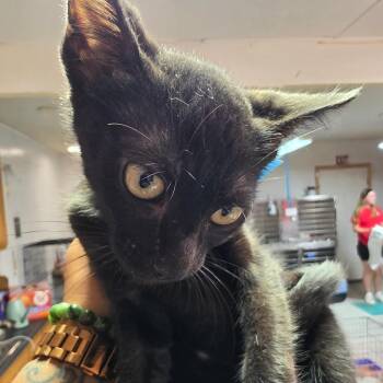 Louie -  Domestic Short Hair Cat for Adoption in Leander, Texas - Louie | PetCurious