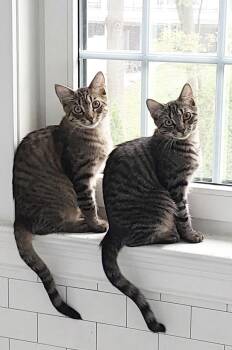Jake & Lexi -  Domestic Short Hair Cat for Adoption in New York, New York - Jake & Lexi | PetCurious